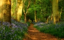 dream spring 2012 path in the forest2560x160096614