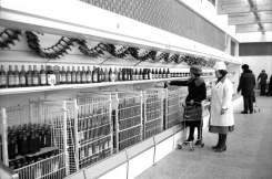 Zalgiriopard1982JJukneviciausnuotr