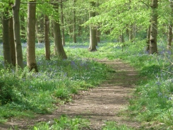 bluebell path 060608